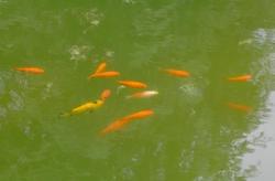 Familie Goldfisch beim untersuchen des neuen zu hauses