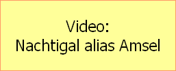 Video:
Nachtigal alias Amsel
