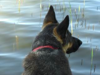 unser Hund guck fr sein leben gerne aufs Wasser